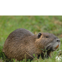 گونه نوتریا Myocastor coypus